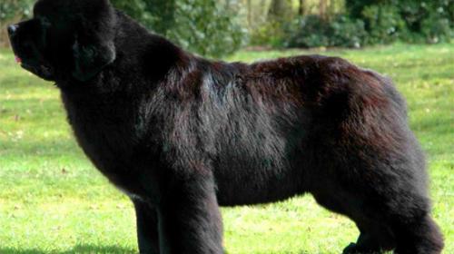 La historia del ataque de un perro en Panajachel captado en video