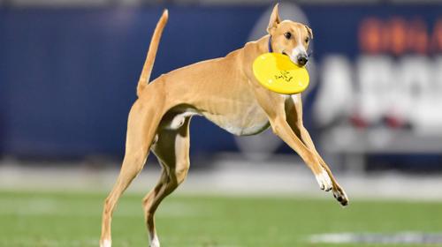 Perro se cuela en el campo y atrapa un pase de 76 metros