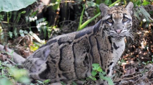 Reaparece leopardo que se cre&iacute;a extinto hace a&ntilde;os 