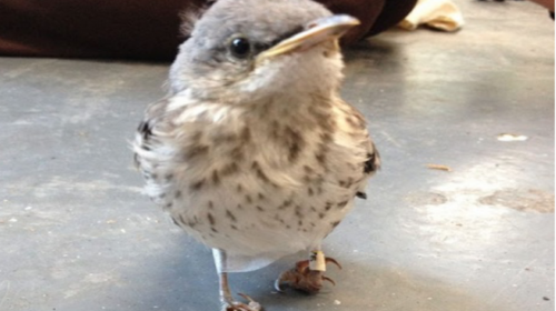 Pajarito recibe zapatos "ortop&eacute;dicos" para volver a caminar