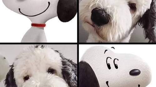 Encuentran a un perrito id&eacute;ntico a Snoopy y las redes enloquecen