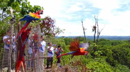 ¡Libres! Guacamayas nacidas en cautiverio vuelan en Petén