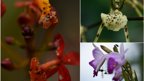 Conoce aqu&iacute; la "guarder&iacute;a" de orqu&iacute;deas m&aacute;s grande de Guatemala