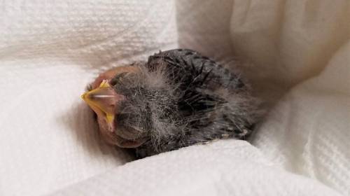 Ebrio rescata a cr&iacute;a de p&aacute;jaro y lo manda en Uber al veterinario