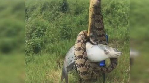Pescador solo quer&iacute;a un pez, pero captur&oacute; una enorme serpiente