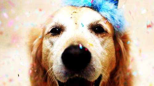 &iquest;C&oacute;mo celebrar "el D&iacute;a del Perro" todos los d&iacute;as?