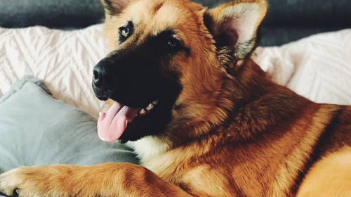 Familia busca a "Pincho", un perro que desapareció en Las Charcas