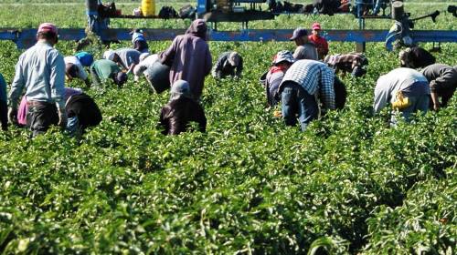 Las visas de trabajo que EE.UU. podría ofrecer a guatemaltecos