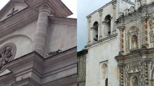 &ldquo;Spiderdog de Xela&rdquo; el perrito que ama las alturas