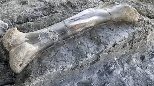 Descubren hueso de uno de los animales m&aacute;s grandes de la historia