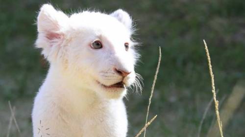 Filman a cachorro de le&oacute;n albino y las redes enternecen con &eacute;l