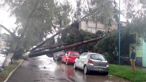 Veh&iacute;culos se salvaron de ser aplastados por tres &aacute;rboles
