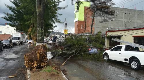 As&iacute; se desplom&oacute; un &aacute;rbol tras la fuerte lluvia