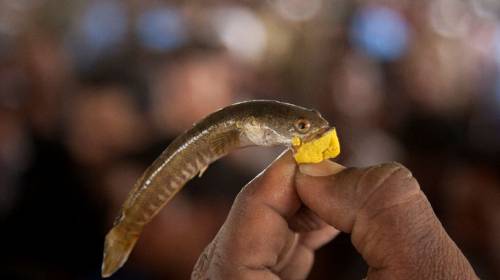 Video: Miles de personas se tragan peces vivos como cura al asma