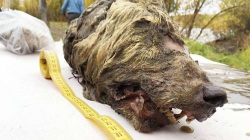 Hallan una cabeza de lobo de 40 mil a&ntilde;os de antig&uuml;edad