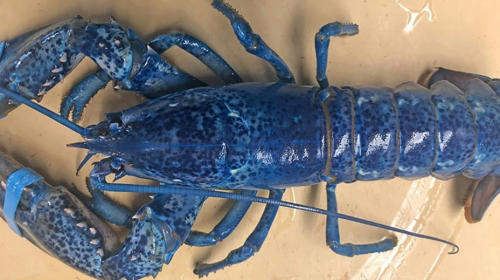 Restaurante perdona la vida a una rara langosta azul 