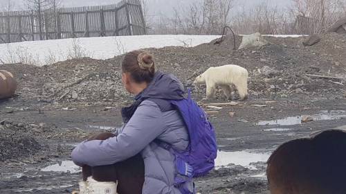 Oso polar es hallado en una ciudad y enciende alertas ambientales
