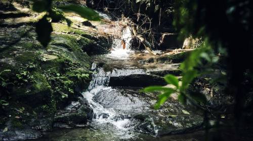 Foto del Quetzal, hecha por una guatemalteca, aparece en Nat Geo 
