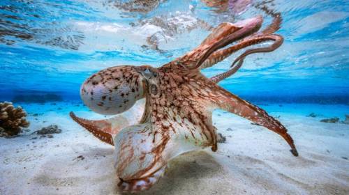 Pulpo toma de reh&eacute;n a una turista que nadaba en Haw&aacute;i