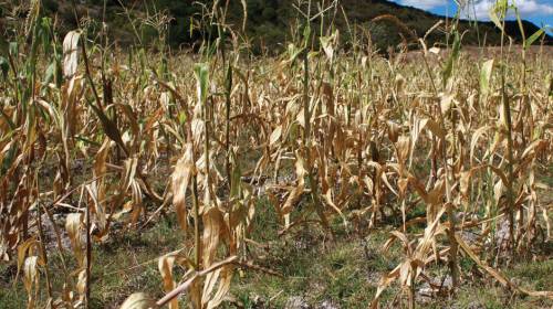 Anuncian temporada de can&iacute;cula: 10 ser&iacute;an las &aacute;reas m&aacute;s afectadas