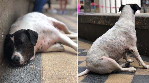 La doble vida de "Perro Vaca" el gran estafador