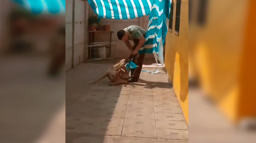 Video: un polic&iacute;a rescata a un perro enredado en una tela