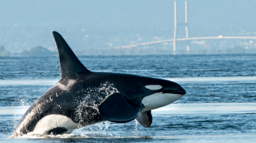 VIDEO: Descubren una nueva especie de ballena asesina en Chile