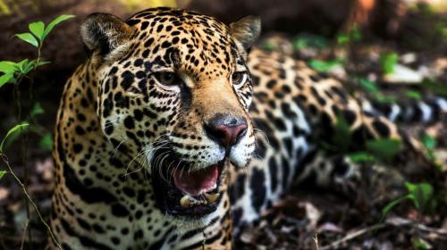 Mujer fue atacada por un jaguar cuando ella entr&oacute; a su recinto 