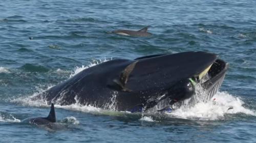 Una ballena se traga a un buzo y este se salva de milagro