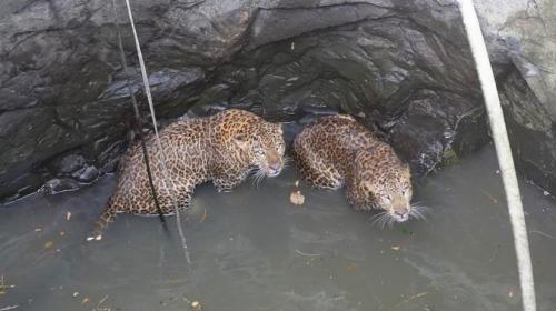 Dram&aacute;tico rescate de dos leopardos que cayeron a un pozo 