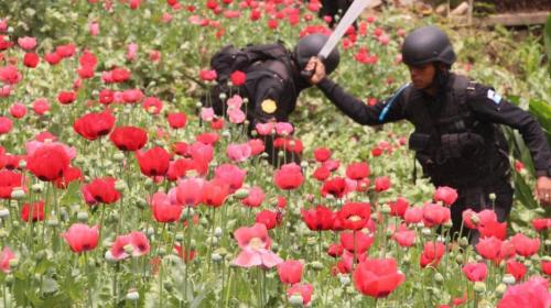 La gr&aacute;fica "enga&ntilde;osa" de la PNC que descubri&oacute; un catedr&aacute;tico