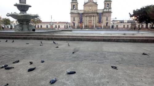 Envenenan a cientos de palomas en el parque central
