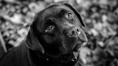 &iquest;Qu&eacute; pas&oacute; con el hombre arrestado por vender carne de perro en Cob&aacute;n?