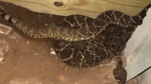 Quería arreglar el cable y se encontró con 45 serpientes cascabel