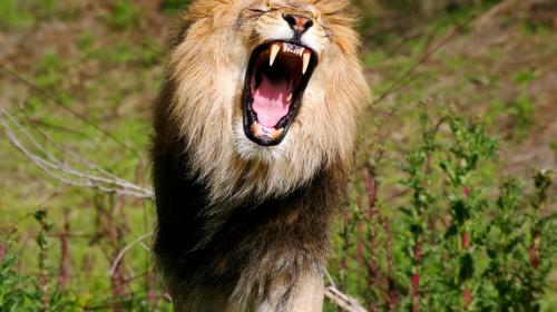 Leones devoran a cazador que irrumpi&oacute; en una reserva privada