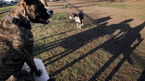 Mujer muere atacada por sus dos perros pitbull