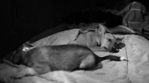 ¿Es riesgoso comer carne de perro? Esto dice el Ministro de Salud