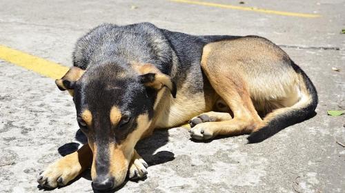 Amenazan con echar a “Solovino”, el perrito del Teatro Nacional 