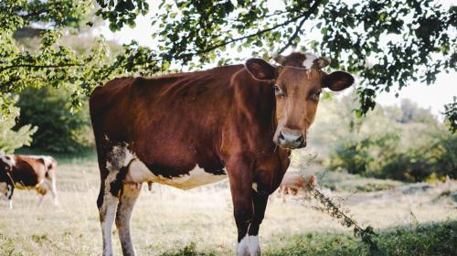 El misterio que rodea la muerte de miles de vacas en Guatemala