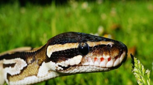 Graban a hombre metiendo una pit&oacute;n en su pantal&oacute;n para robarla