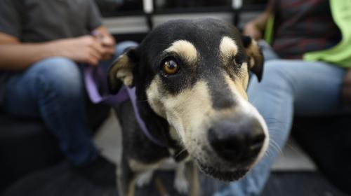 &iexcl;Urgente! Atropellaron a "La Chabela" y piden ayuda para cuidarla