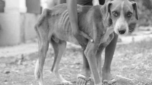 Si eres testigo de maltrato animal, esto debes hacer de inmediato
