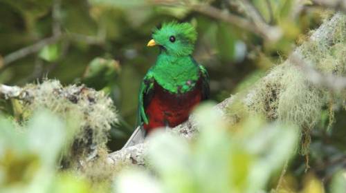 Discovery Channel destaca una foto del Quetzal