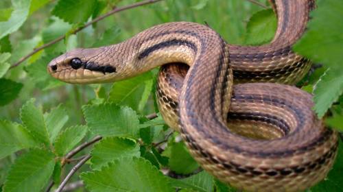 Encuentran una especie de serpiente &uacute;nica en el mundo 