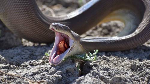 Momento en que serpiente pitón regurgita una presa inimaginable