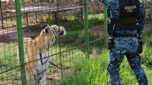Rescatan a un tigre en vivienda de narcotraficantes en Jutiapa