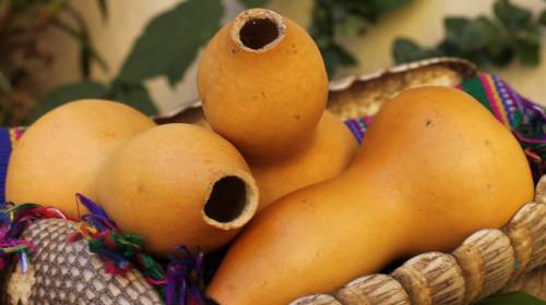 Guatemalteco promociona "pachones ecológicos"