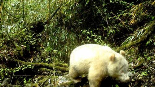 Observan por primera vez un panda albino en China