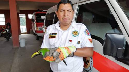 Rescatan a tuc&aacute;n que toc&oacute; cables de tendido el&eacute;ctrico en Cob&aacute;n