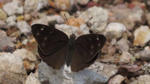 &iquest;Por qu&eacute; han aparecido muchas mariposas en los &uacute;ltimos d&iacute;as? 